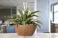 Ambius Indoor Plants Nursery image 6