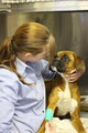Anvet Beenleigh Pet Hospital image 5