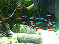 Aquarium World Cairns image 1