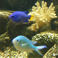 Aquasearch Aquarium image 2