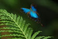 Australian Butterfly Sanctuary image 3