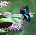 Australian Butterfly Sanctuary image 4