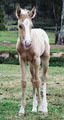 Australian Horse Welfare logo