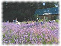 Australian Lavender Essentials Lwr Templestowe image 2