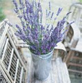 Australian Lavender Essentials Lwr Templestowe image 3