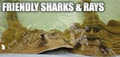 Australian Shark and Ray Centre image 1
