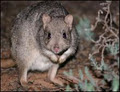 Australian Wildlife Conservancy image 1