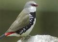 Ballarat Bird World image 3