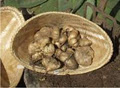 Beautanicals Herbs and Seeds image 5