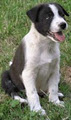 Bendigo Dog Training image 1