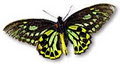 Birdwing Business Soutions image 1
