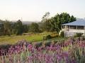 Blue Ridge Lavender Farm & Retreat image 4