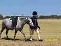 Bonsai Jacks Horse Riding School and Pony Stud image 1