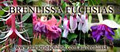 Brenlissa Fuchsia Nursery image 2