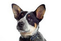 Brydie Charlesworth Dog Training logo