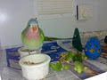 Burwood Bird and Animal Veterinary Hospital image 3