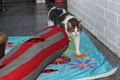 Canine Country Club ~ Boarding Kennels and Cattery image 5