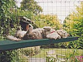 Catnip Modular Cat Enclosures logo