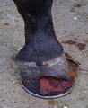 Central Coast Farrier Services image 2
