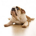 Comfy Pets In-Home Pet Sitting & Dog Walking logo