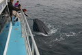 Coolangatta Whale Watch image 2