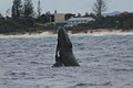 Coolangatta Whale Watch image 4