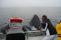 Coolangatta Whale Watch image 5