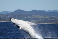 Coolangatta Whale Watch image 1