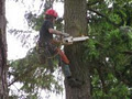 Cut & Clean Tree Lopping Services logo