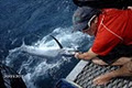 Discovery Fishing Charters image 3