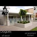 Dogues of Ascot image 1