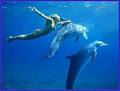 Dolphin EDventures image 4