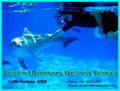 Dolphin EDventures image 6