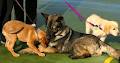 Eastern Companion Dog Training image 3