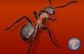 Ecoguard Termite Pest Control Perth WA image 3