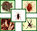 Ecoguard Termite Pest Control Perth WA image 1