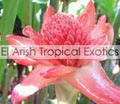 El Arish Tropical Exotics image 3