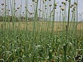 Ethical Farm - Garlic, Trout etc image 2