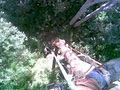 Experienced Tree Services Pty. Ltd. image 3