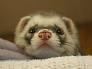 Ferrets For You image 3