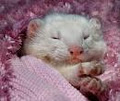 Ferrets For You image 1