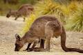 Flinders Chase National Park image 4