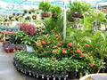 Flower Power Garden Centre Mount Annan image 1