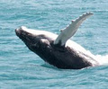 Freedom III Whale Watching image 2