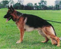 German Shepherd Dog Association of Western Australia image 2