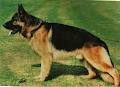 German Shepherd Dog Association of Western Australia image 3