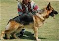 German Shepherd Dog Association of Western Australia image 6