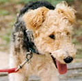 Glenda's Pet Sitting and Dog Walking logo