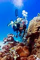 Great Barrier Reef image 3