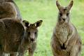 Great Ocean Road Wildlife Park and Country Cottages image 6